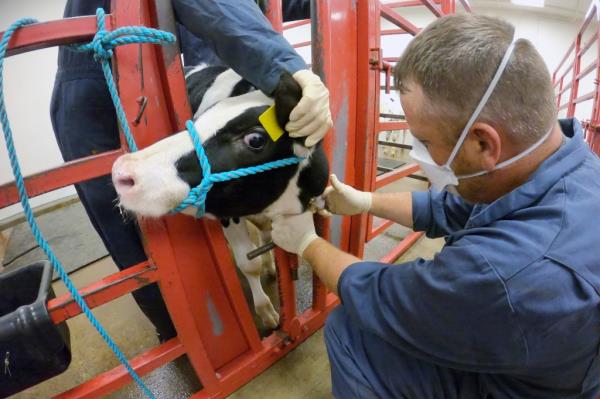 In this photo provided by the U.S. Department of Agriculture, an animal caretaker collects a blood sample from a dairy calf vaccinated against bird flu in a co<em></em>ntainment building at the Natio<em></em>nal Animal Disease Center research facility in Ames, Iowa, on Wednesday, July 31, 2024.
