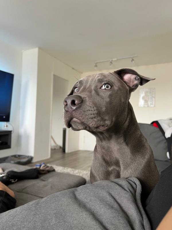 The grief-stricken pet owner found his dog dead outside his building following a spat with Morris. 