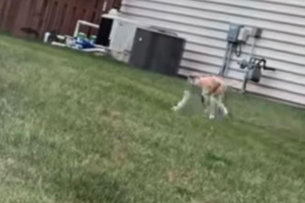 Momo running across a lawn.