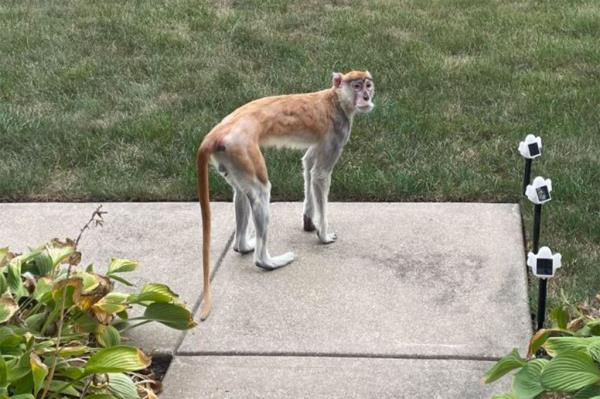 Momo standing in a backyard.