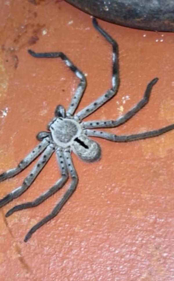 A large house spider may have caught many by suprise