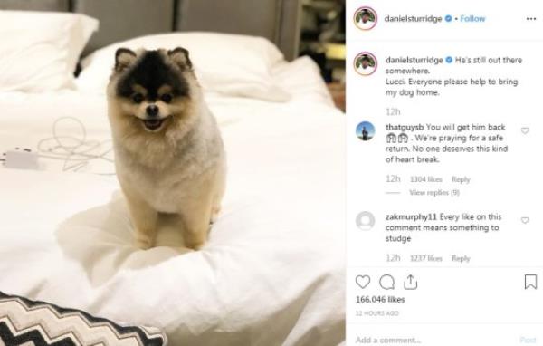 Lucci is a Pomeranian with Husky markings