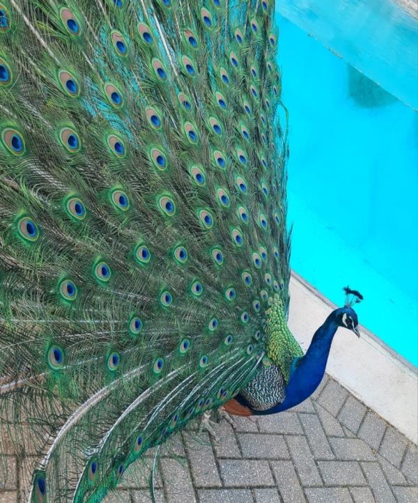 A peacock, similar to the one pictured here at the Saginaw Children's Zoo, has been running amok in the Wolverine State, evading capture for two days.